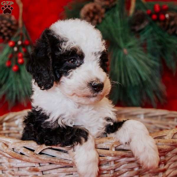 Wanda, Mini Bernedoodle Puppy